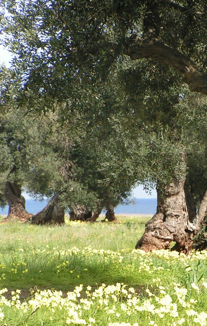 alberi d'ulivo nel salento cura